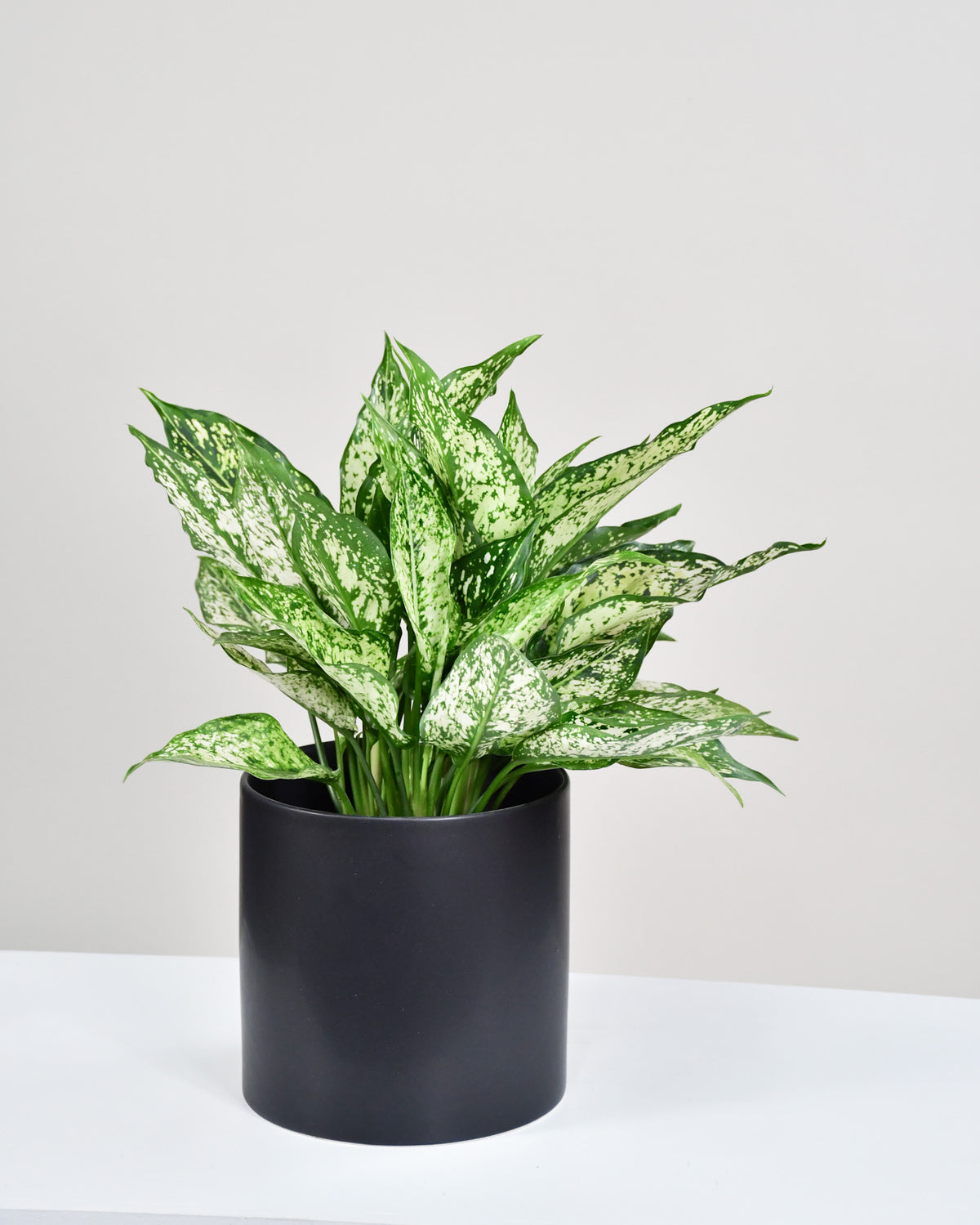Aglaonema « Spring Snow »