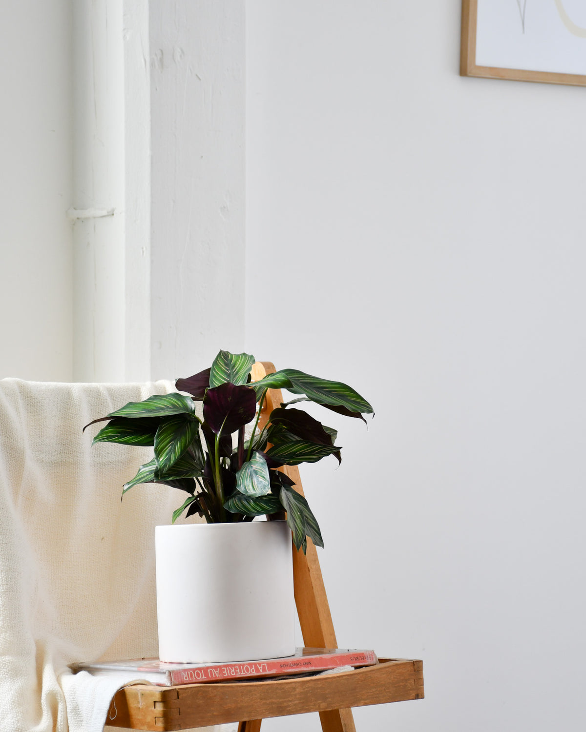 Calathea « Beauty Star »