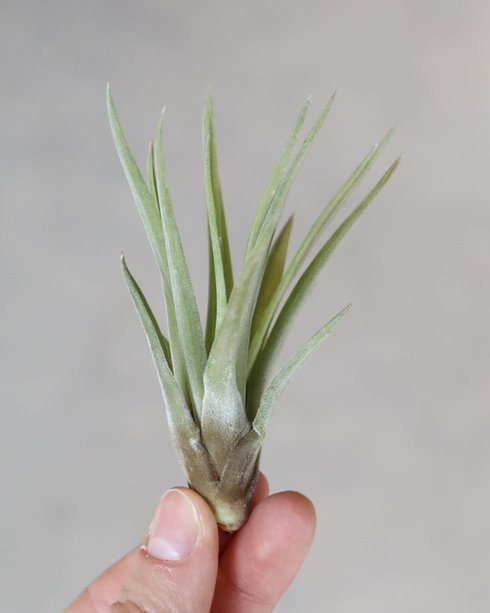 Tillandsia « Brach Abdita »