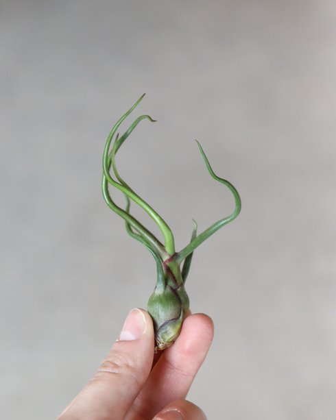 Tillandsia « Bulbosa »