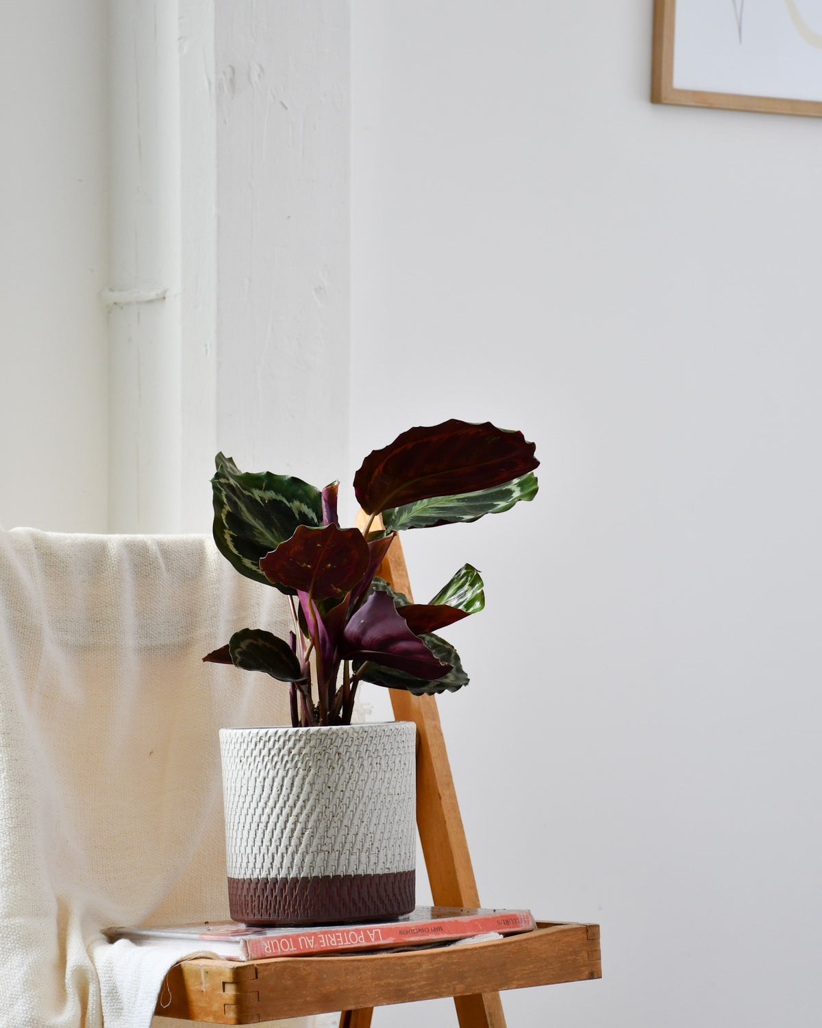 Calathea « Medaillon » 