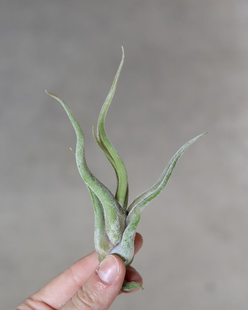 Tillandsia « Caput Medusae »