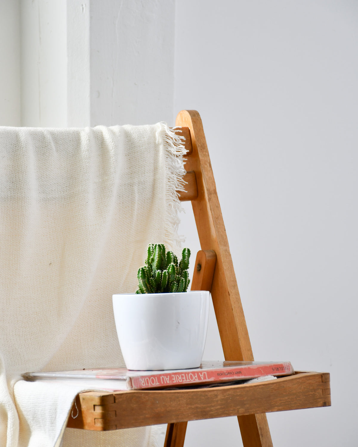 Cereus peruvianus « Paolina » / Cactus « Fairy Castle »