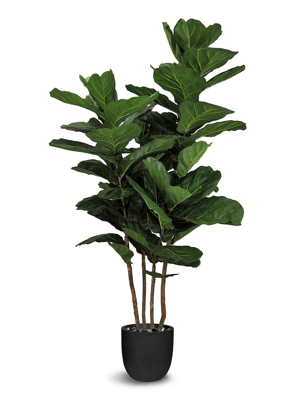 Ficus Lyrata Buisson