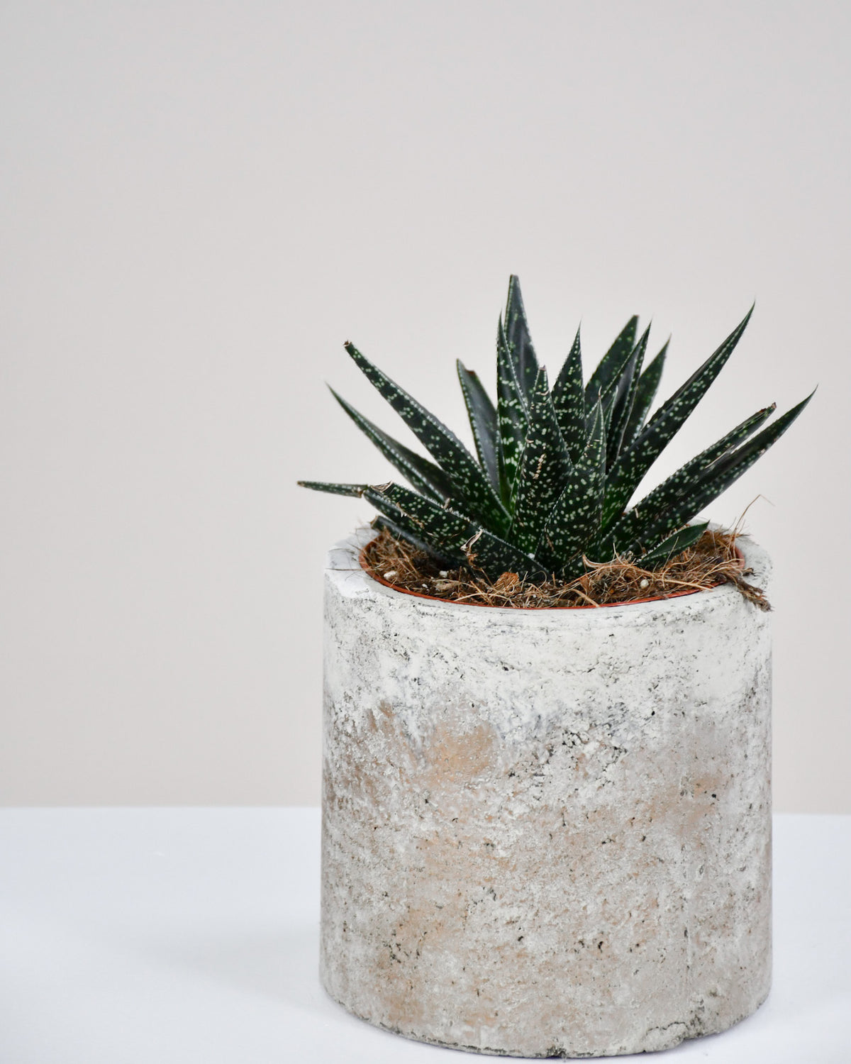 Gasteria assortie