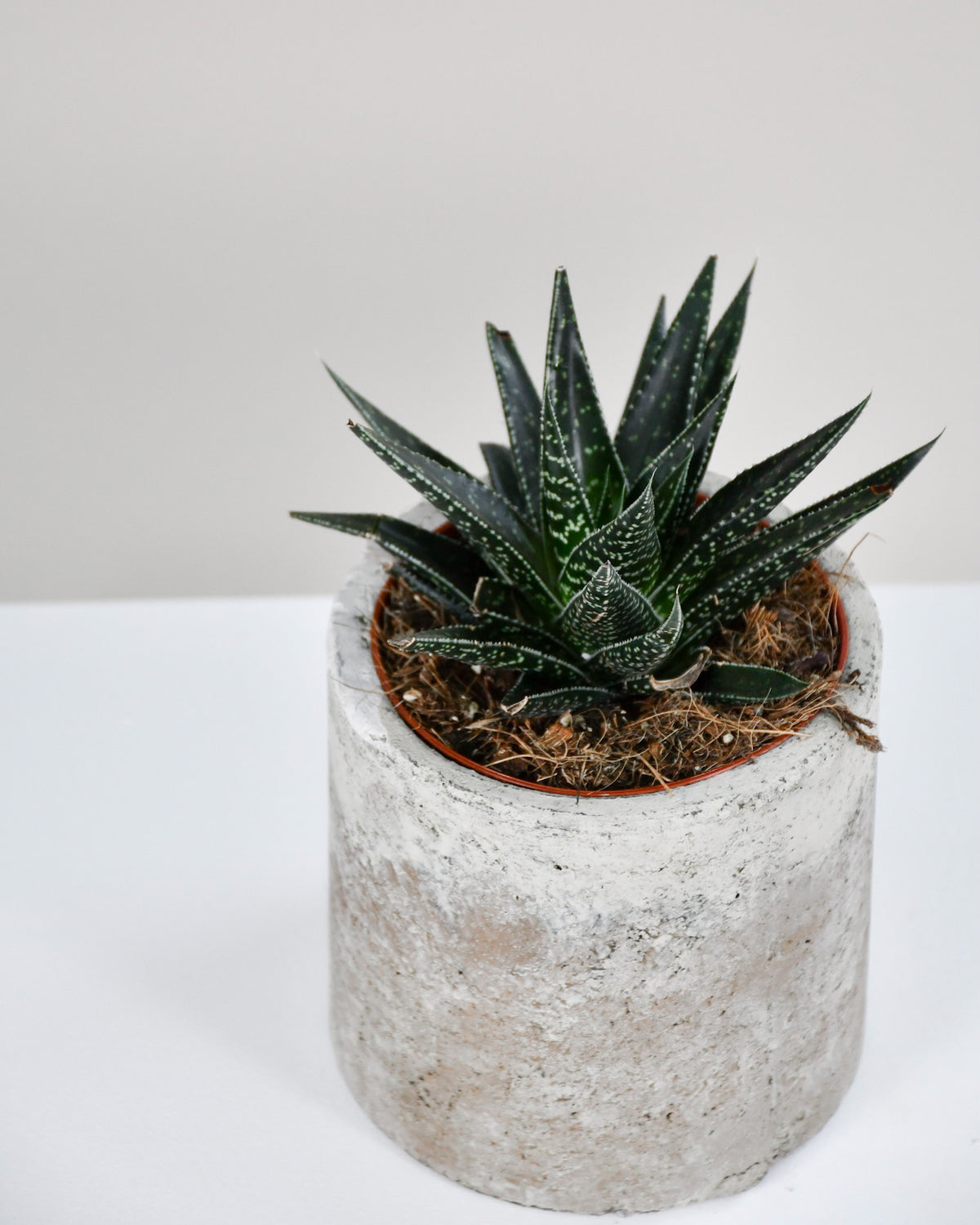 Gasteria assortie