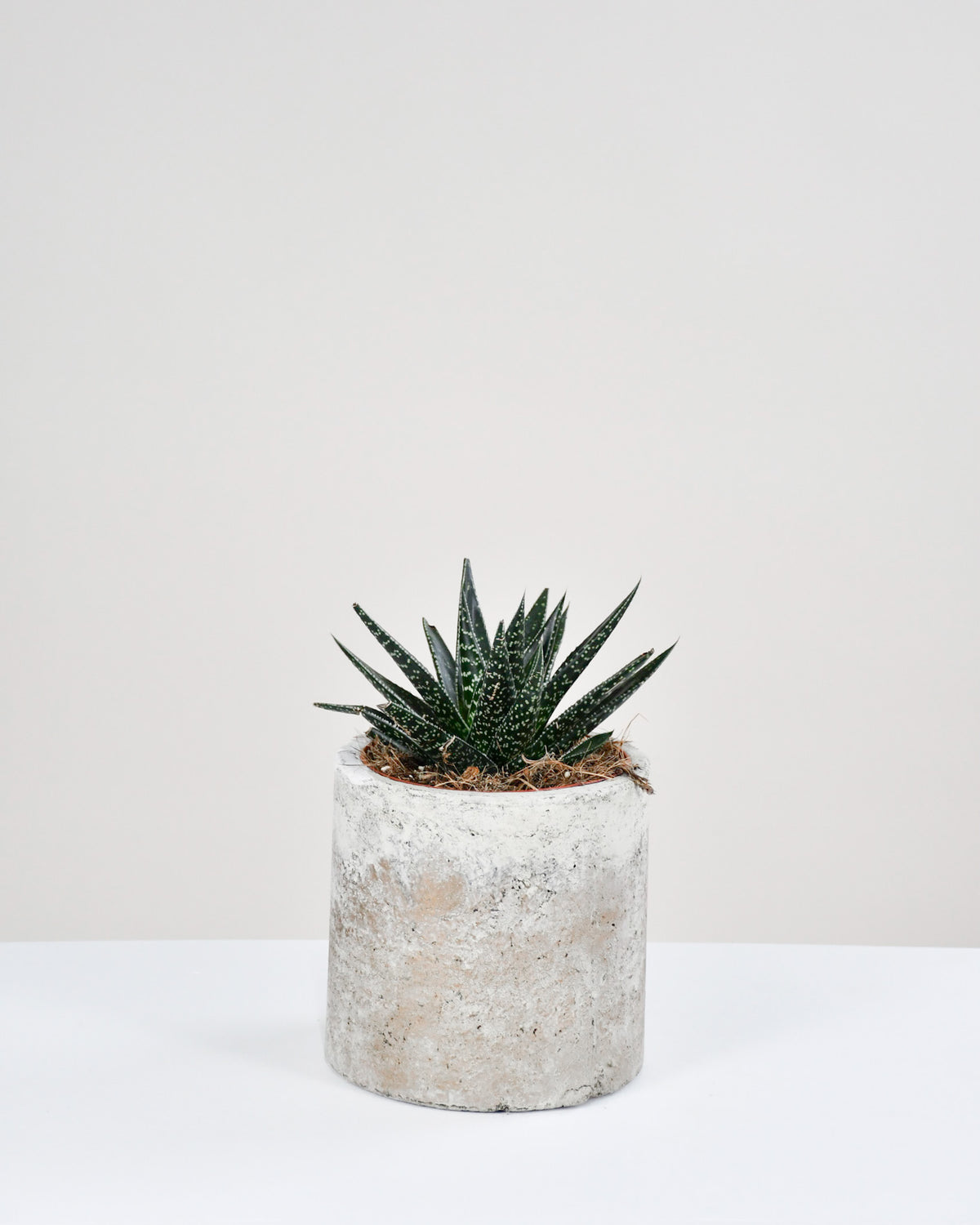 Gasteria assortie