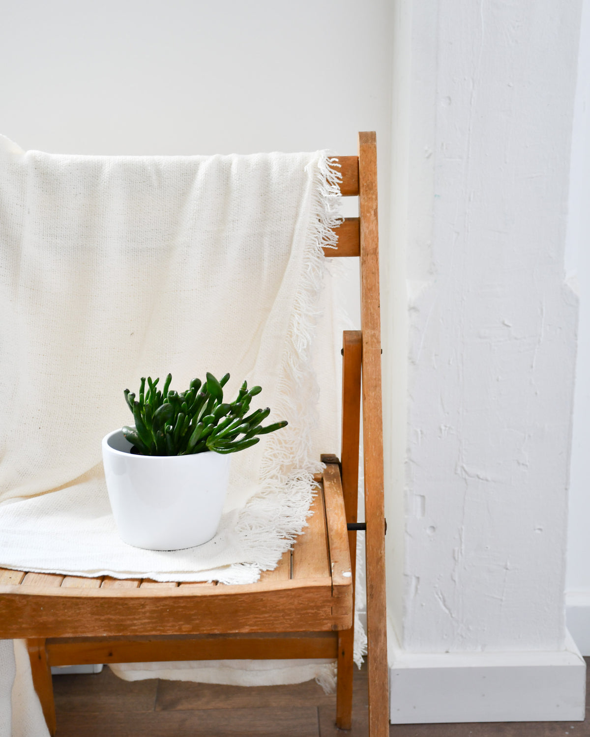 Crassula ovata « Hobbit »