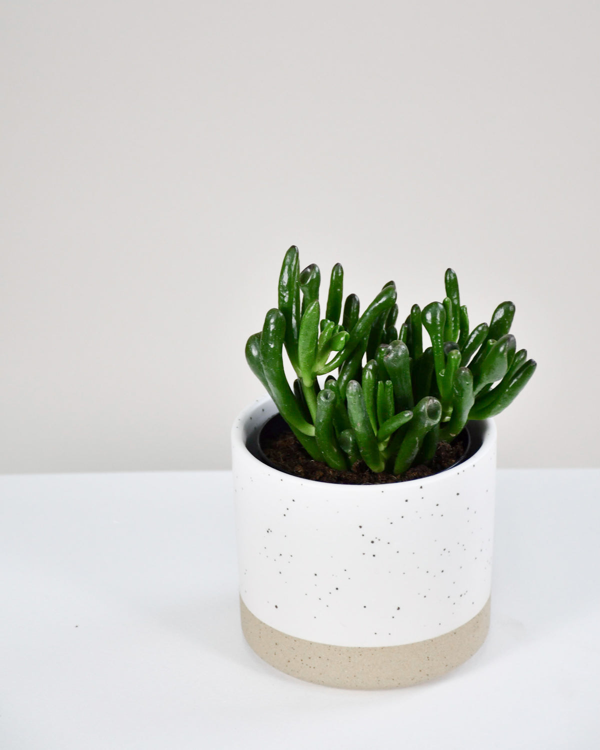 Crassula ovata « Hobbit »