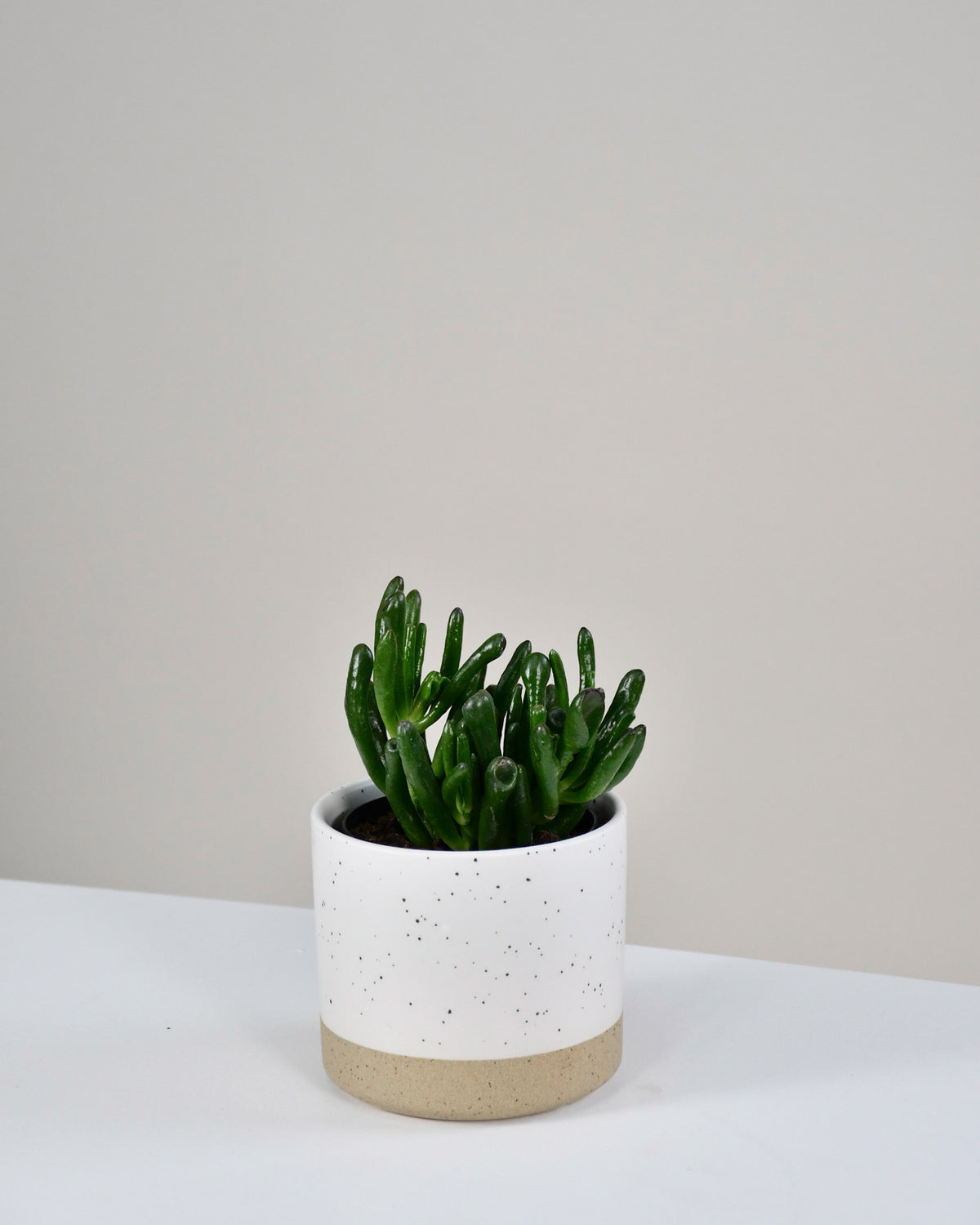 Crassula ovata « Hobbit »