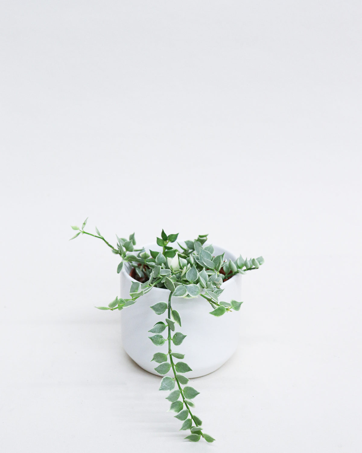 Dischidia ruscifolia « Variegata »