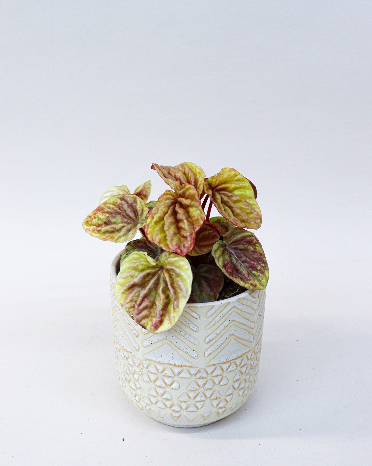 Peperomia caperata « Quito »