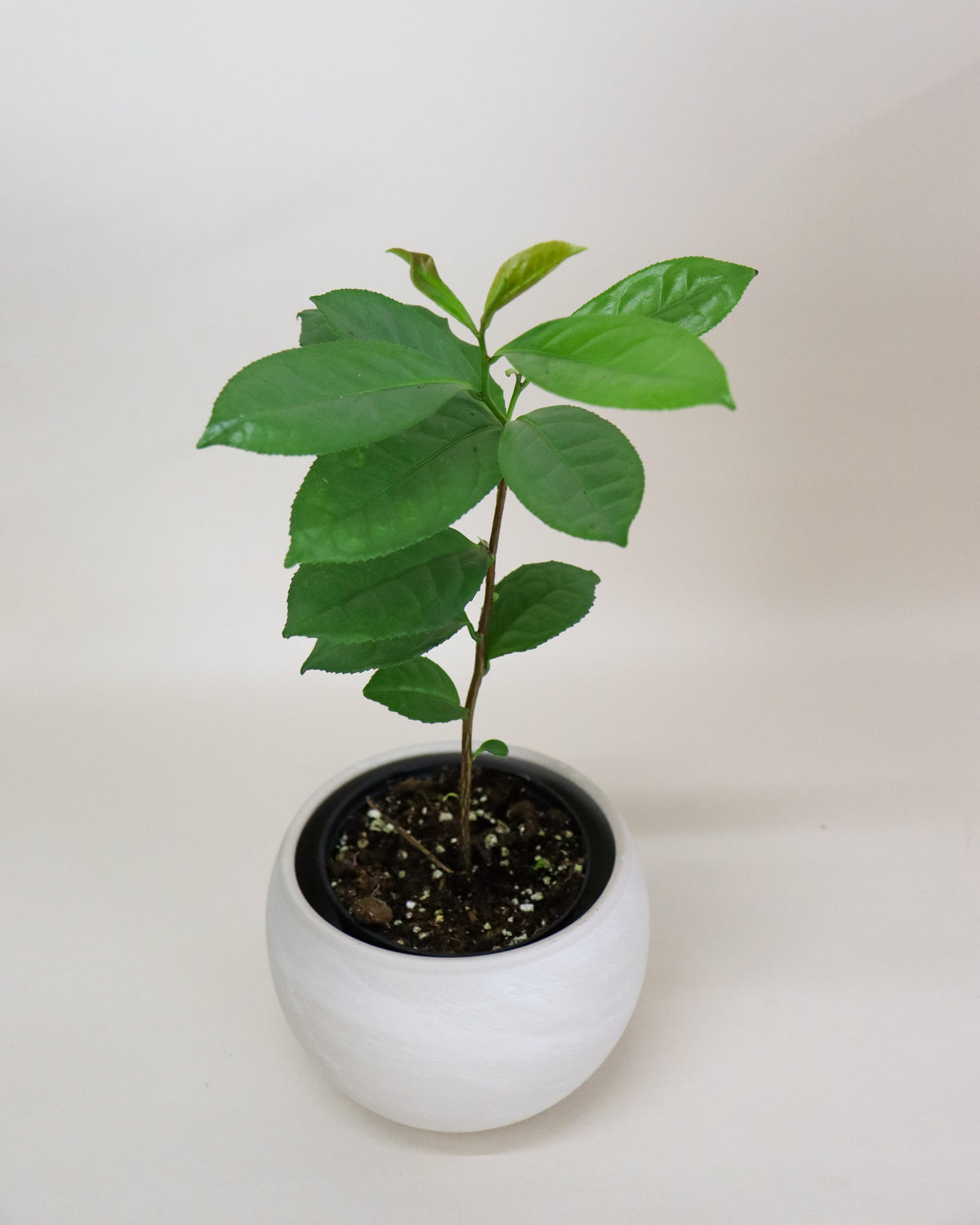 Camellia sinensis