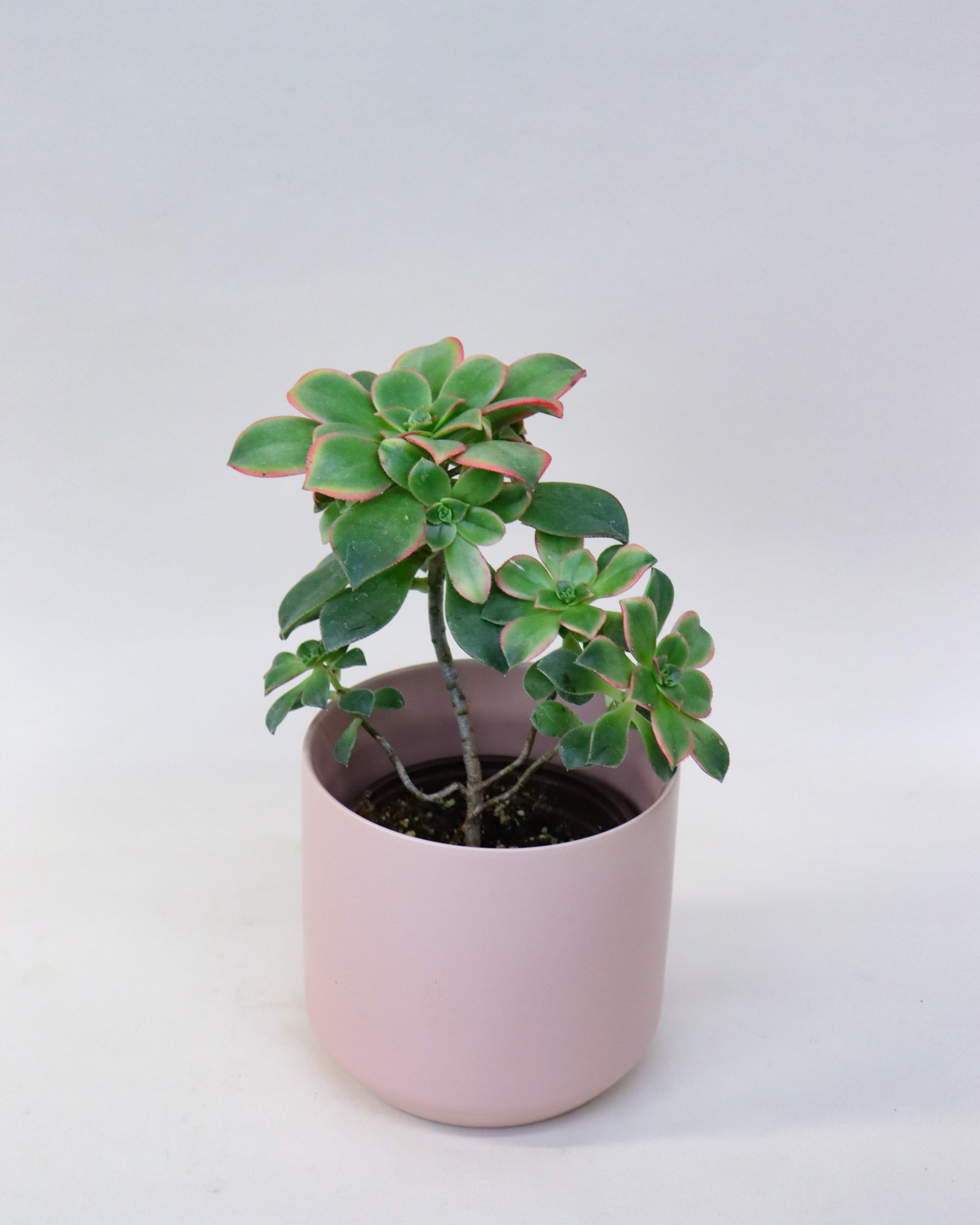 Aeonium haworthii « Kiwi »