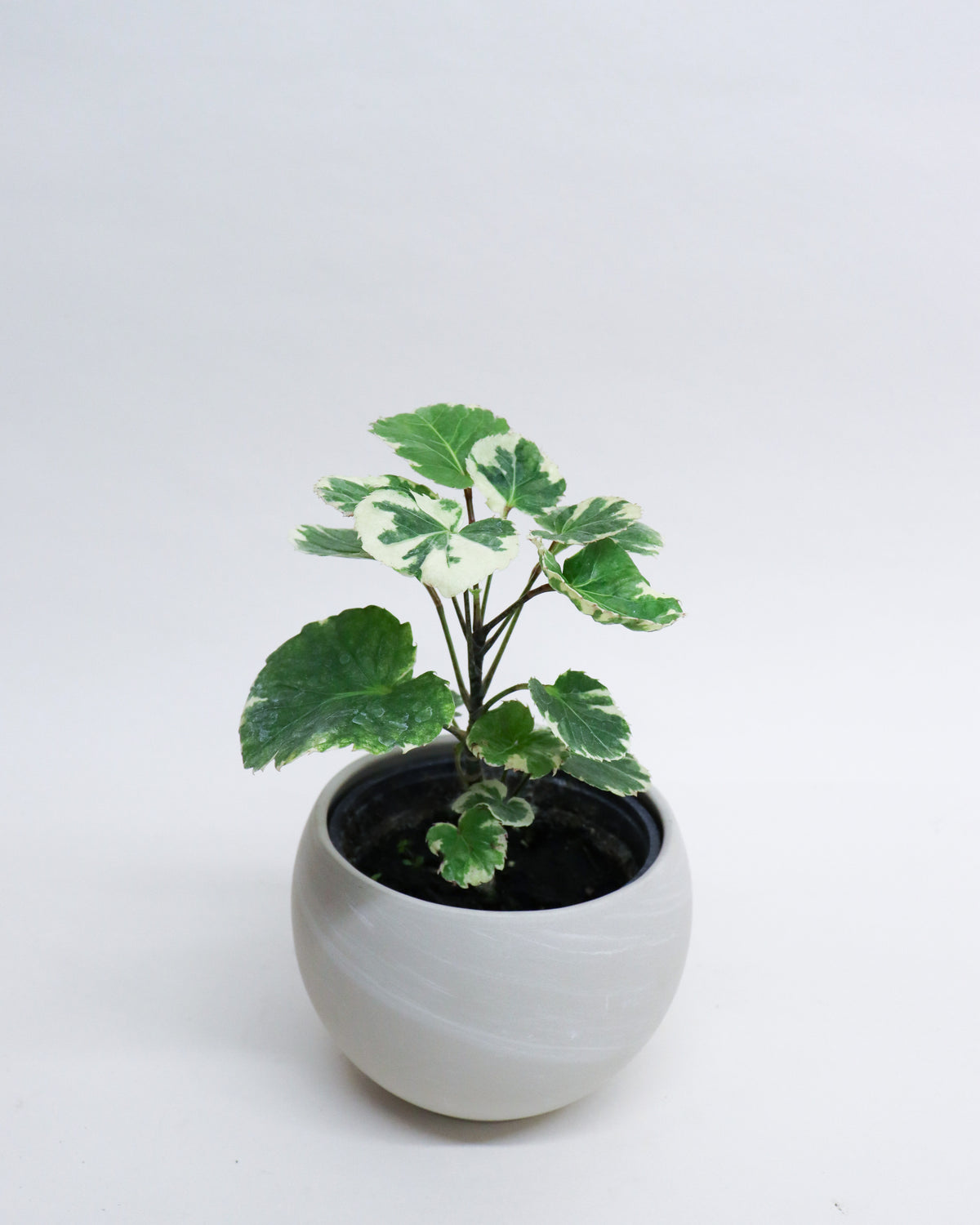 Aralia balfouriana « Variegata »
