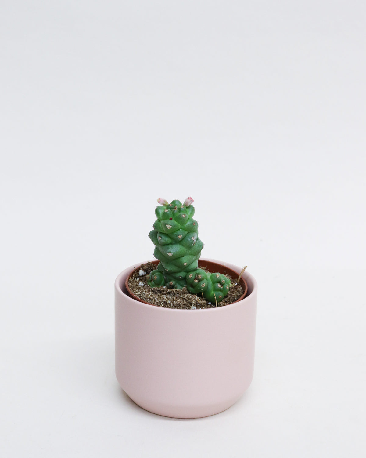 Monadenium assortis