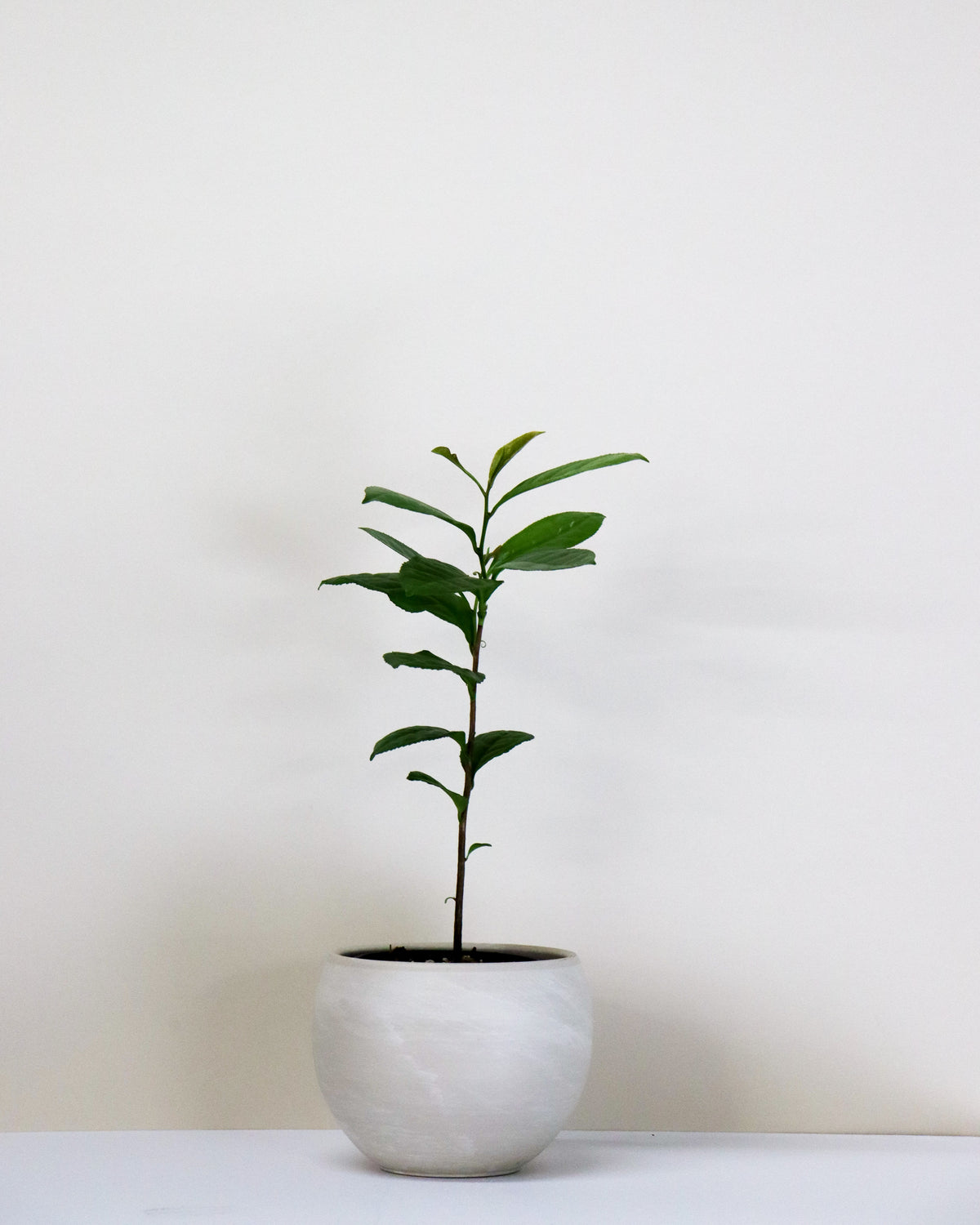 Camellia sinensis
