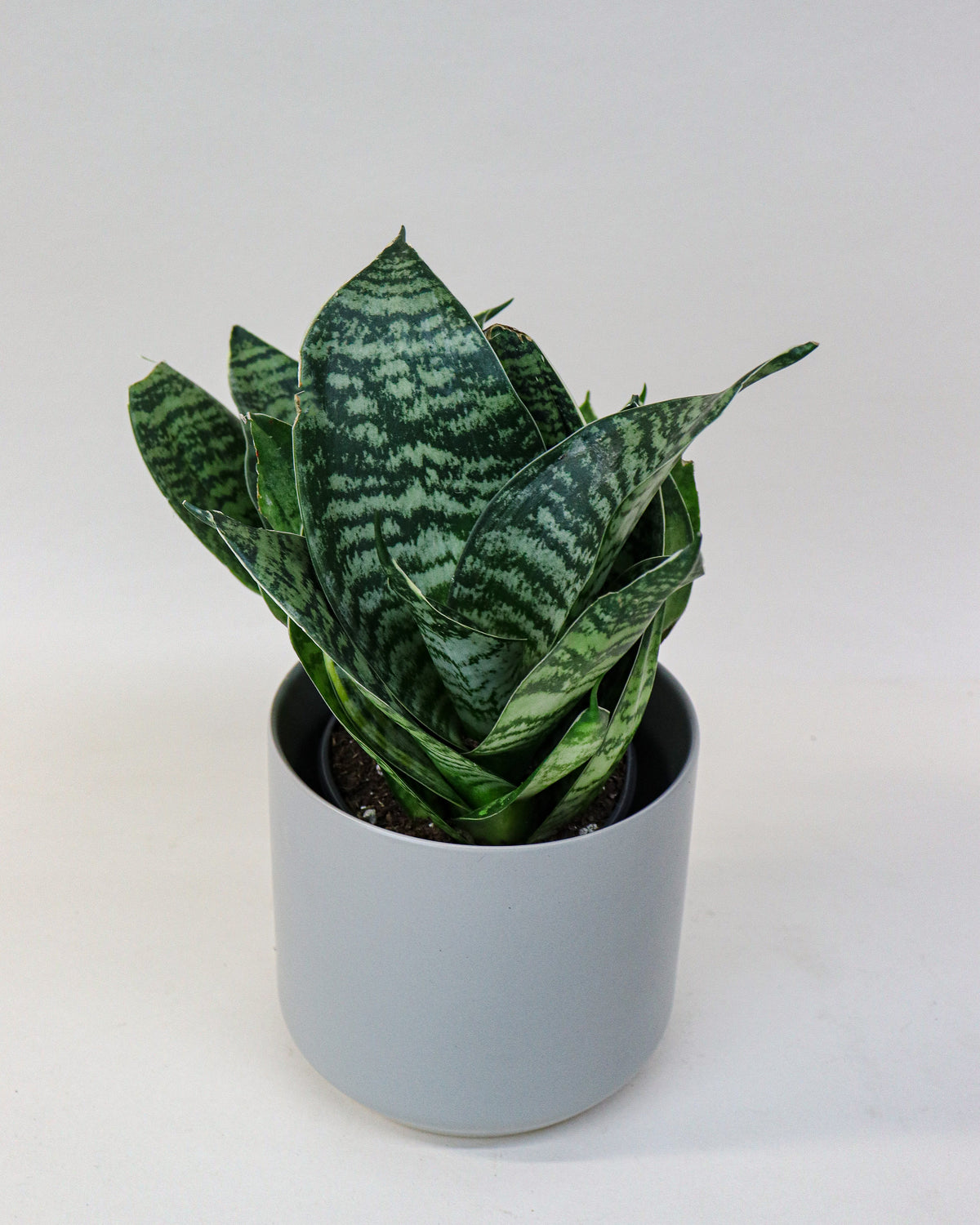 Sansevière trifasciata « Hahnii »