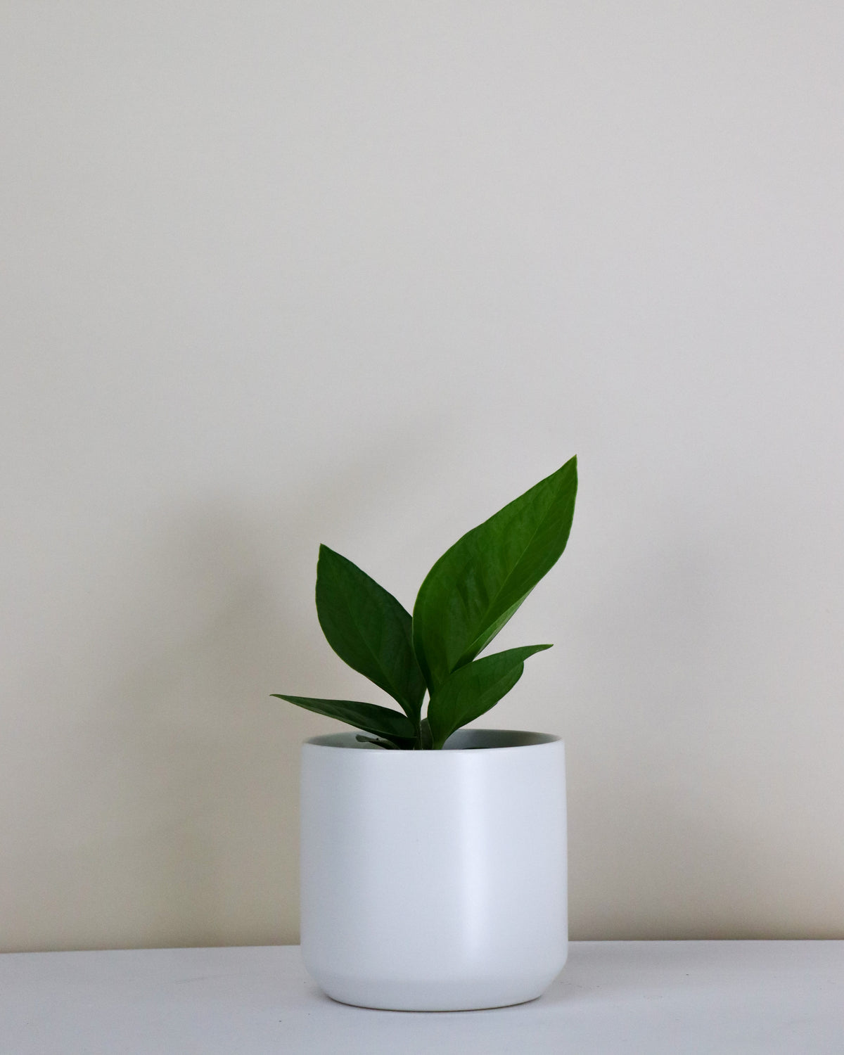 Anthurium jemanii