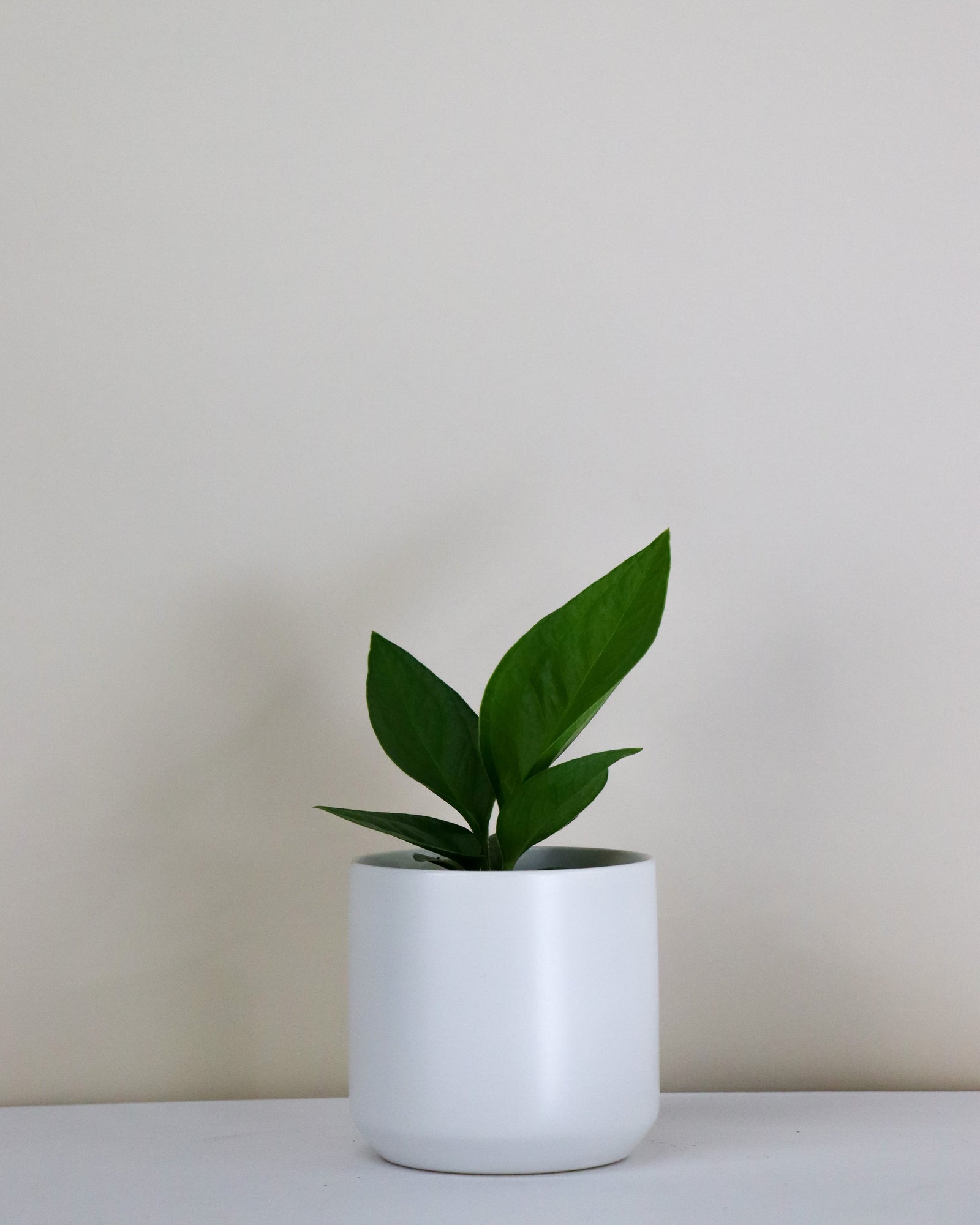 Anthurium jemanii