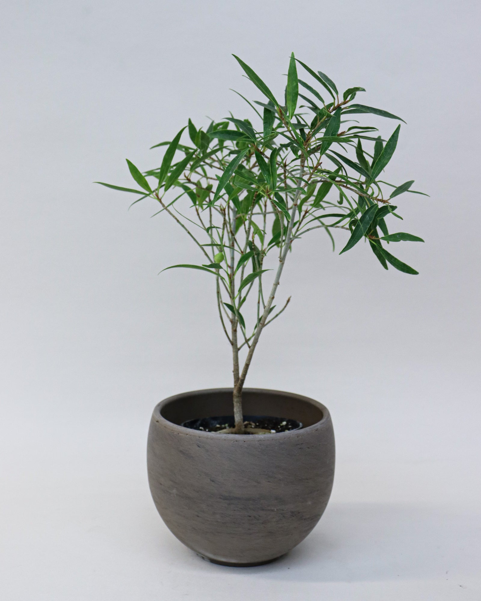 Ficus Salicifolia « Willow Leaf »