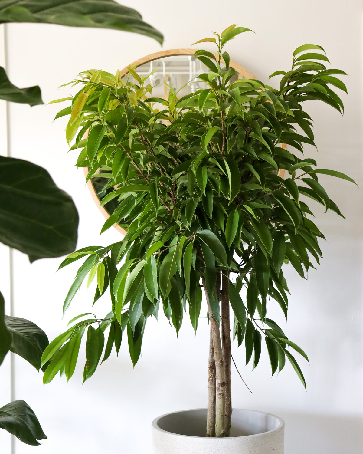 Ficus binnendijkii « Amstel King »