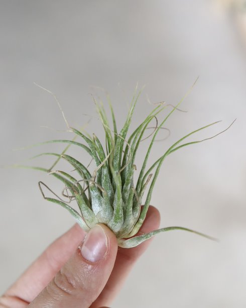Tillandsia « Ionantha »