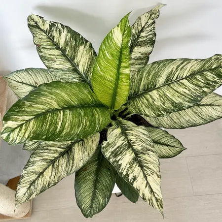 Spathiphyllum variegata « Jessica »