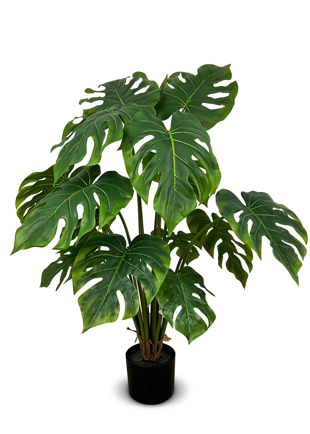 Monstera Deliciosa