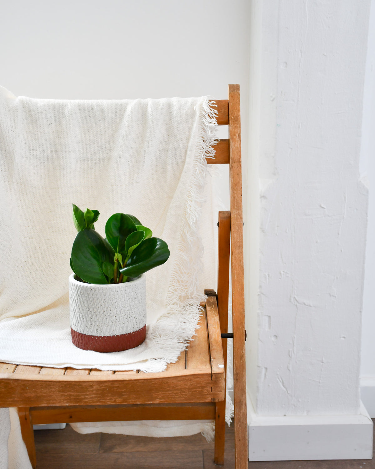 Peperomia obtusifolia