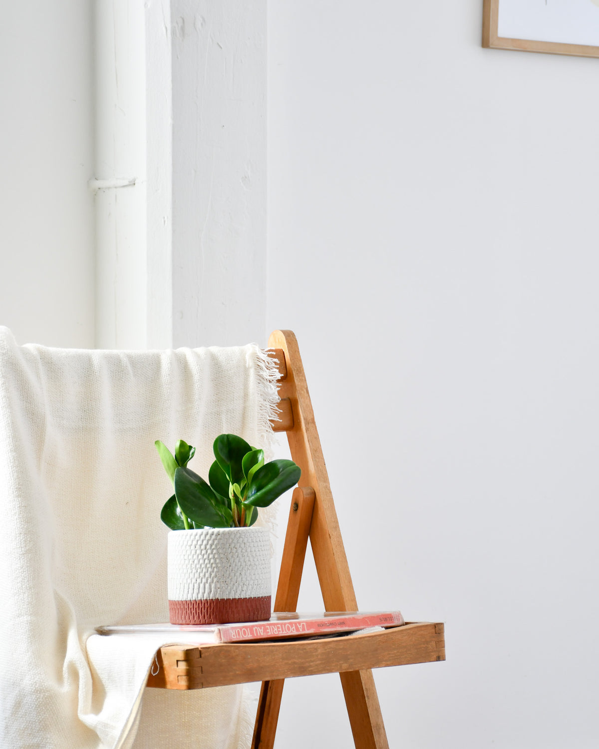 Peperomia obtusifolia