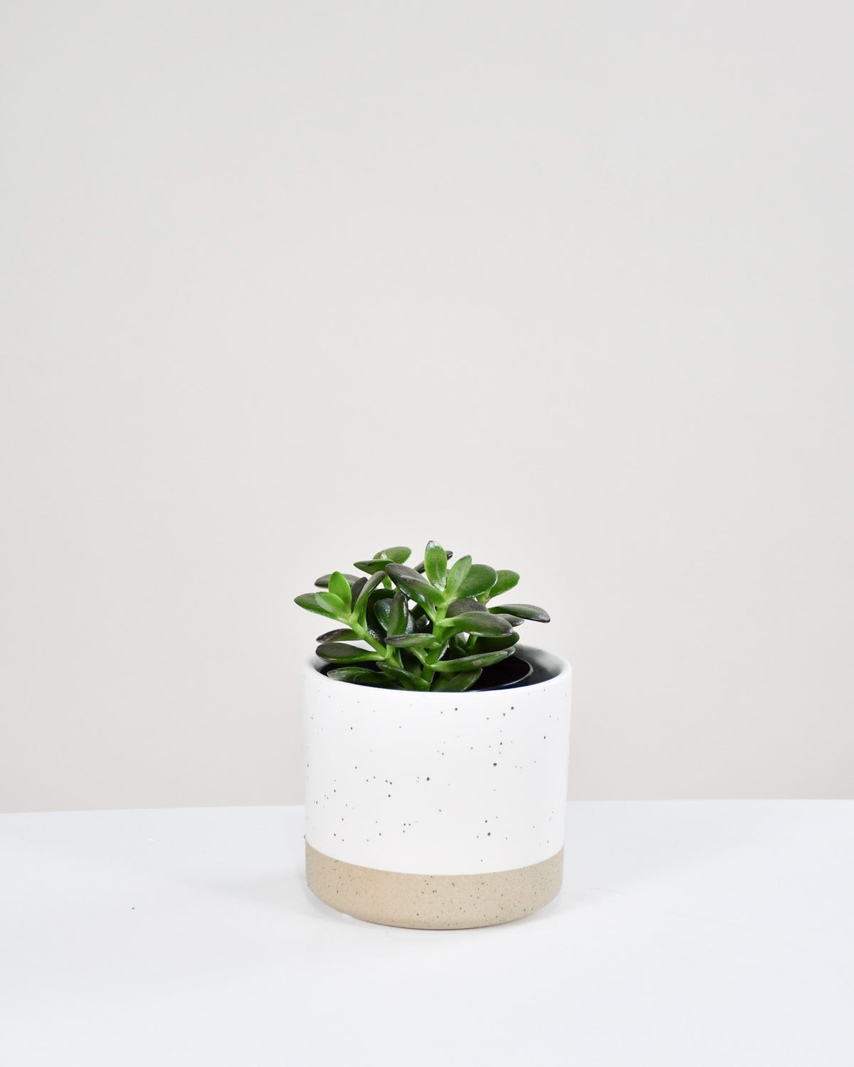 Crassula ovata « Minor »