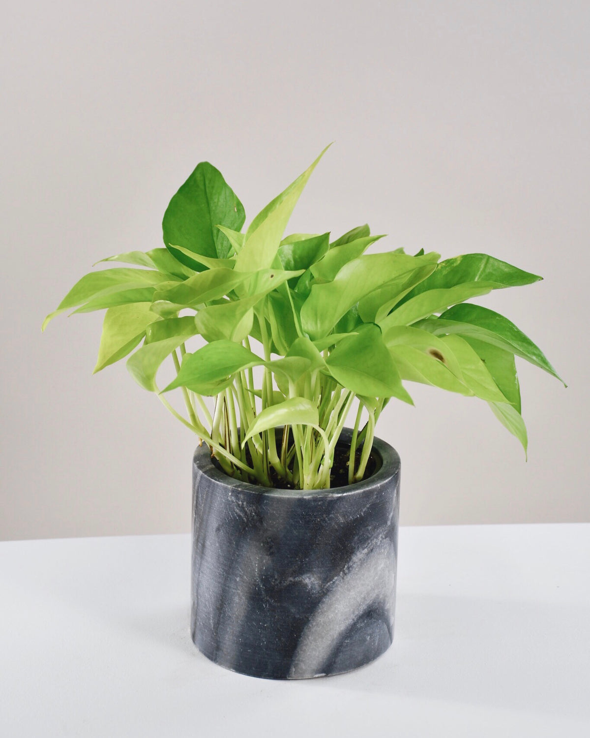 Pothos « Neon »