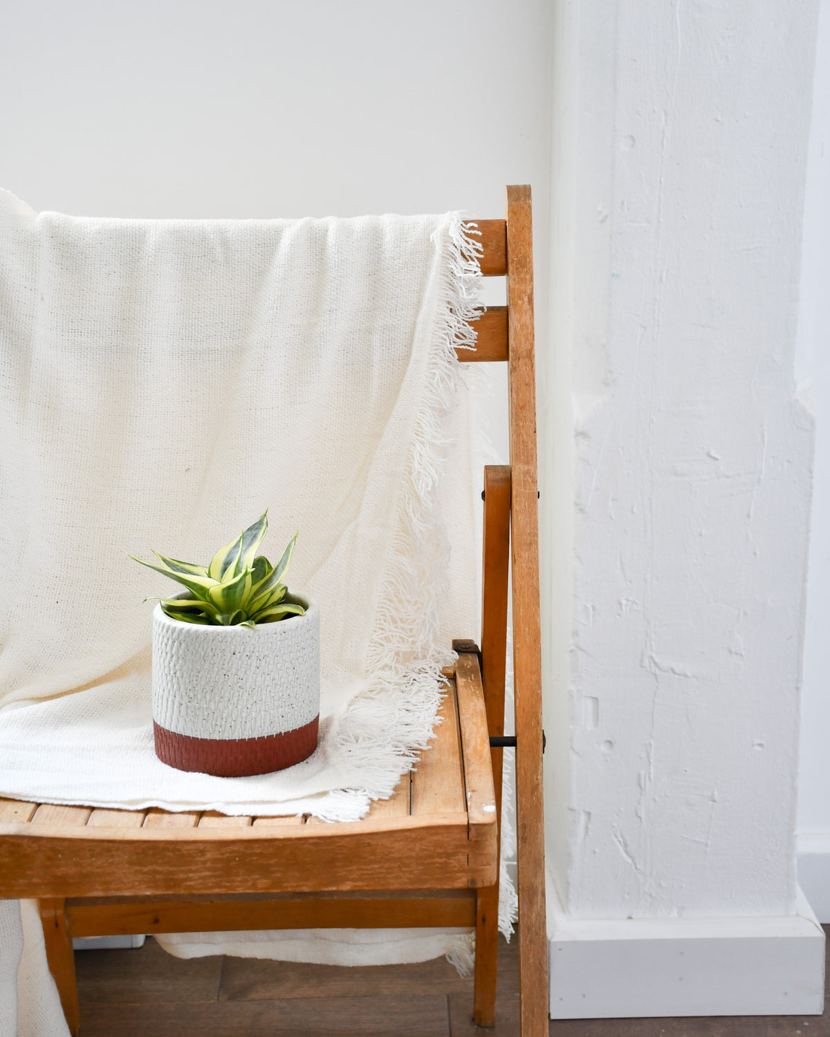 Sansevière starpower