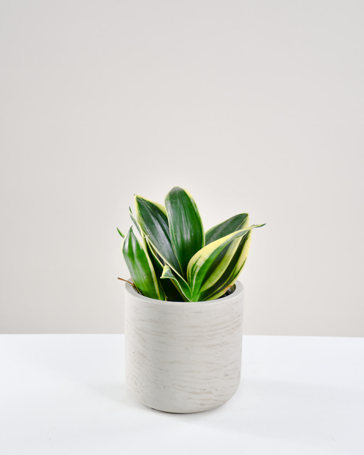 Sansevière starpower