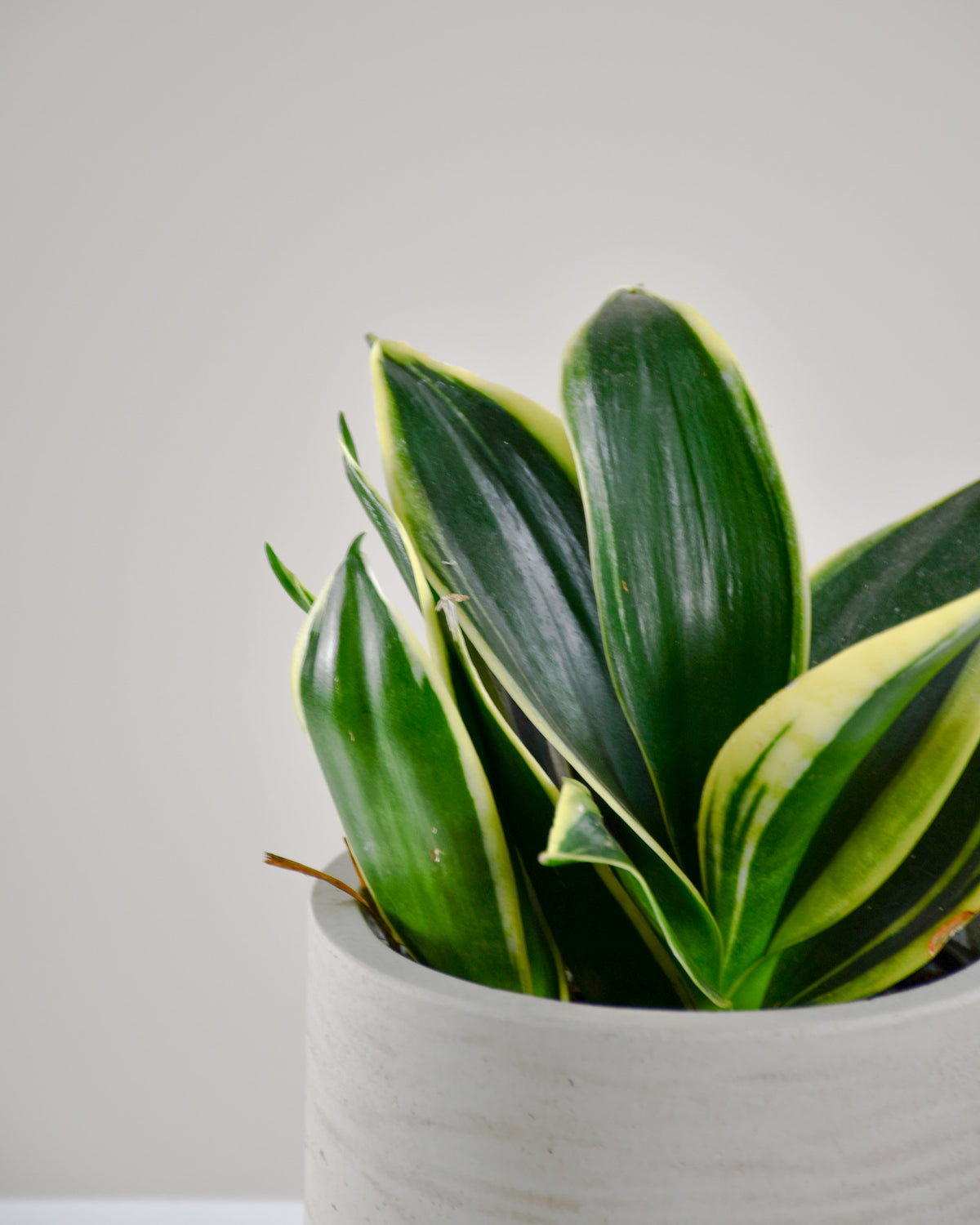 Sansevière starpower