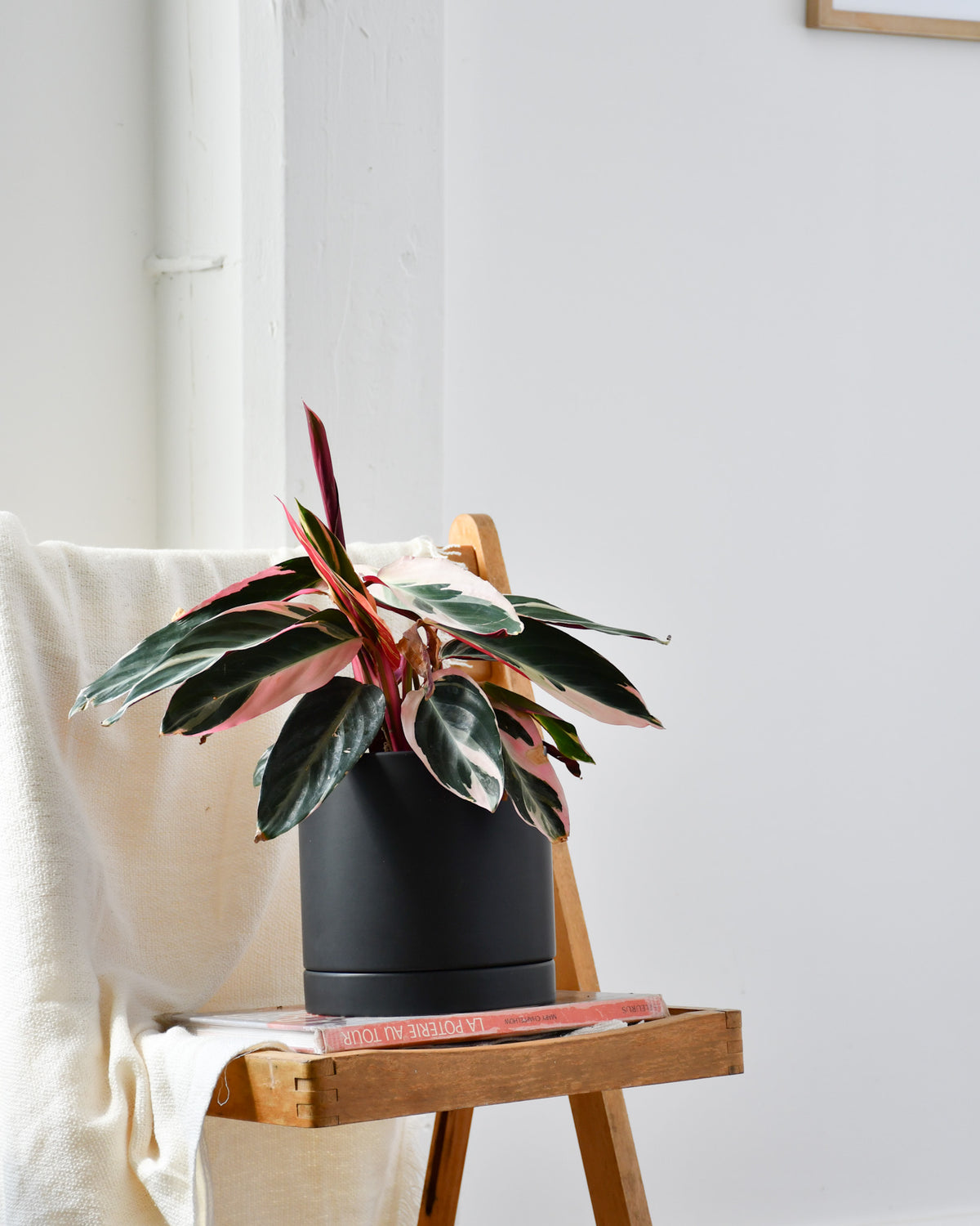 Stromanthe sanguinea « Triostar » 