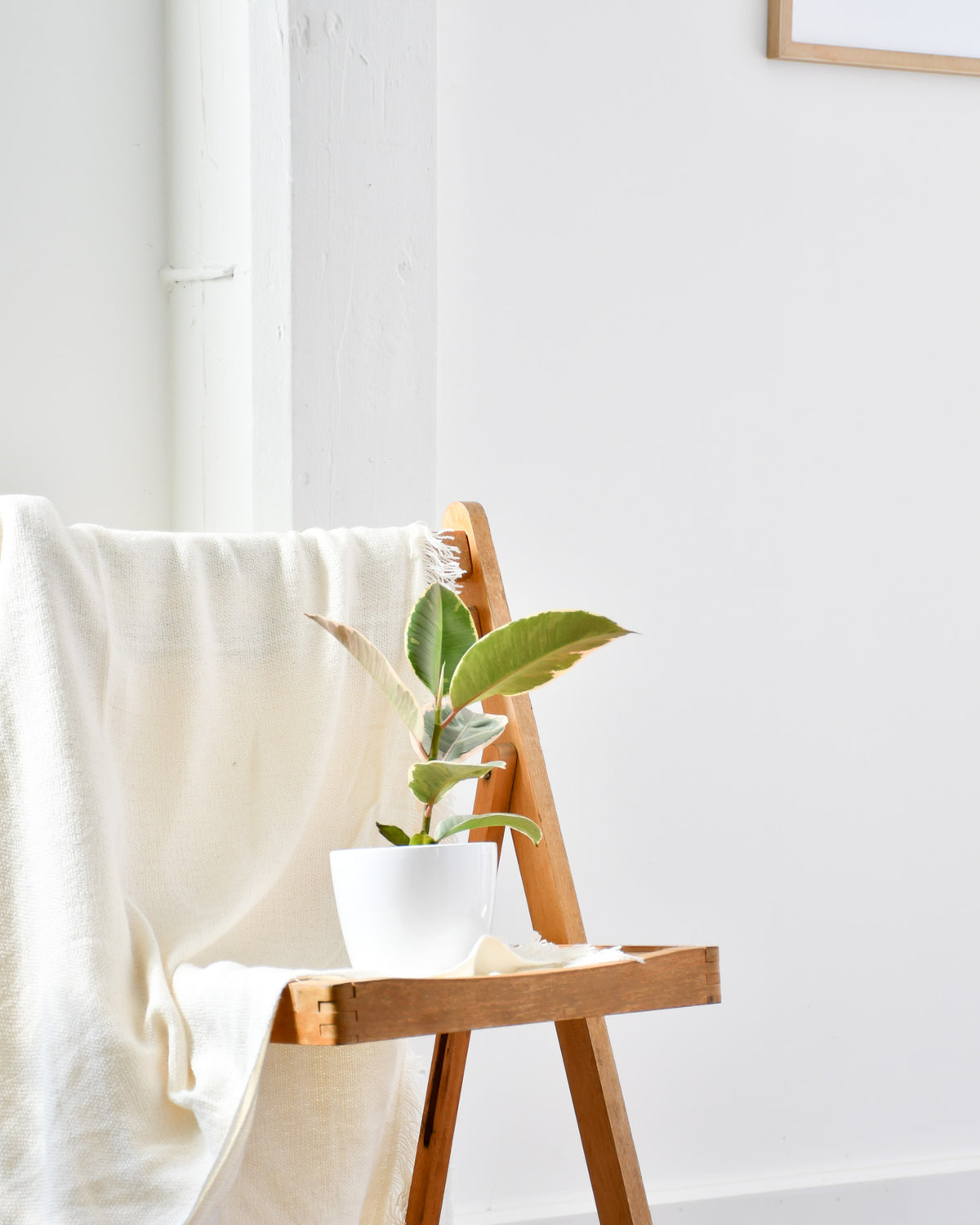 Ficus elastica « Tineke »