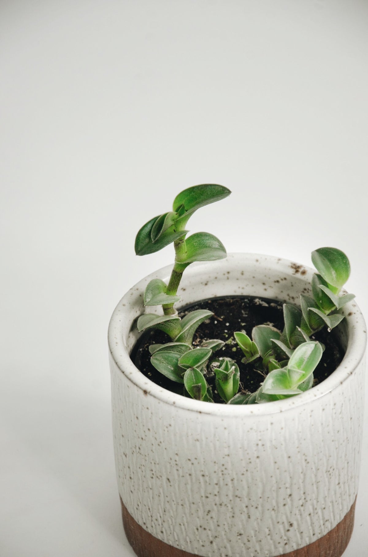 Tradescantia navicularis