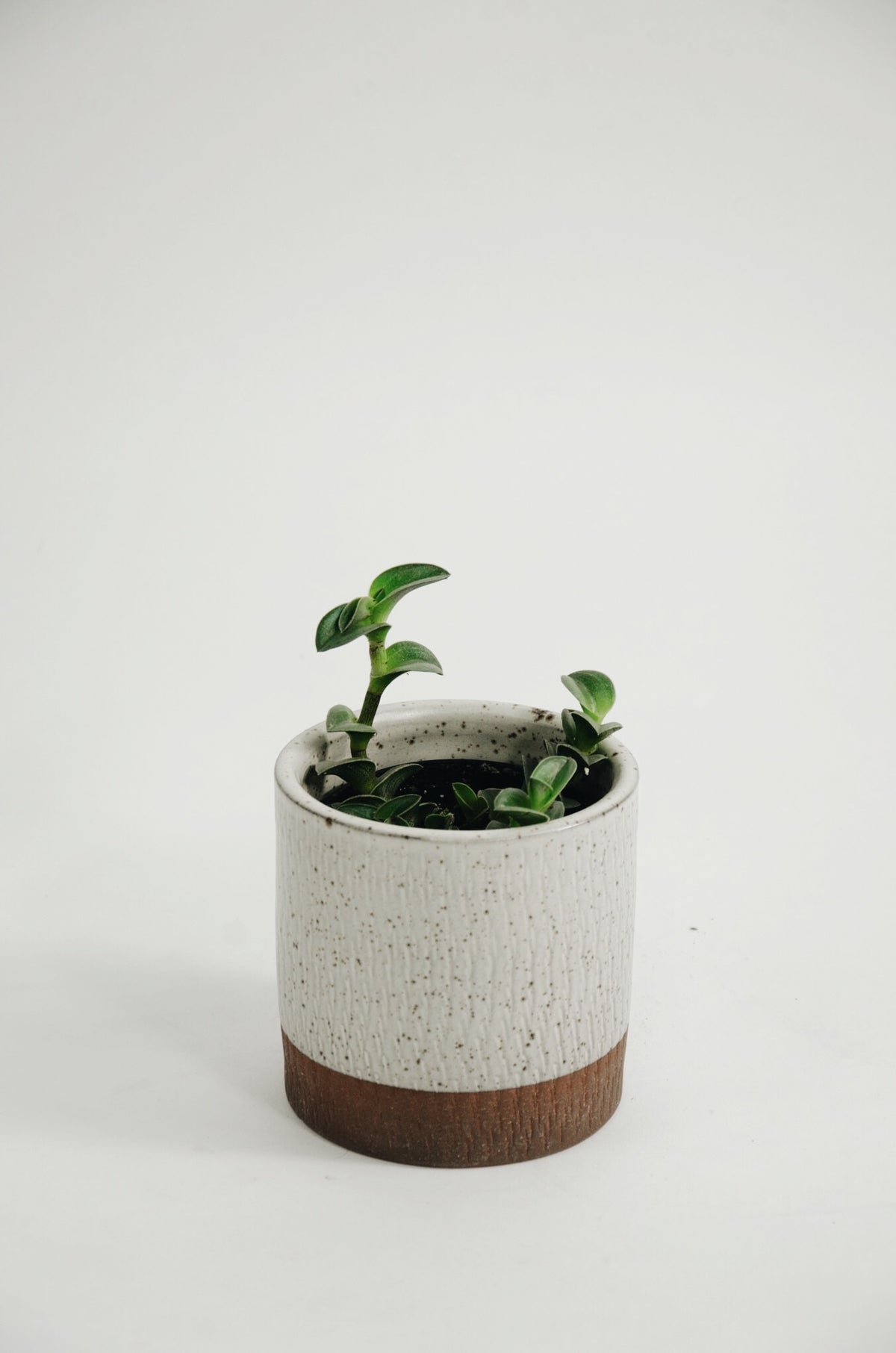 Tradescantia navicularis