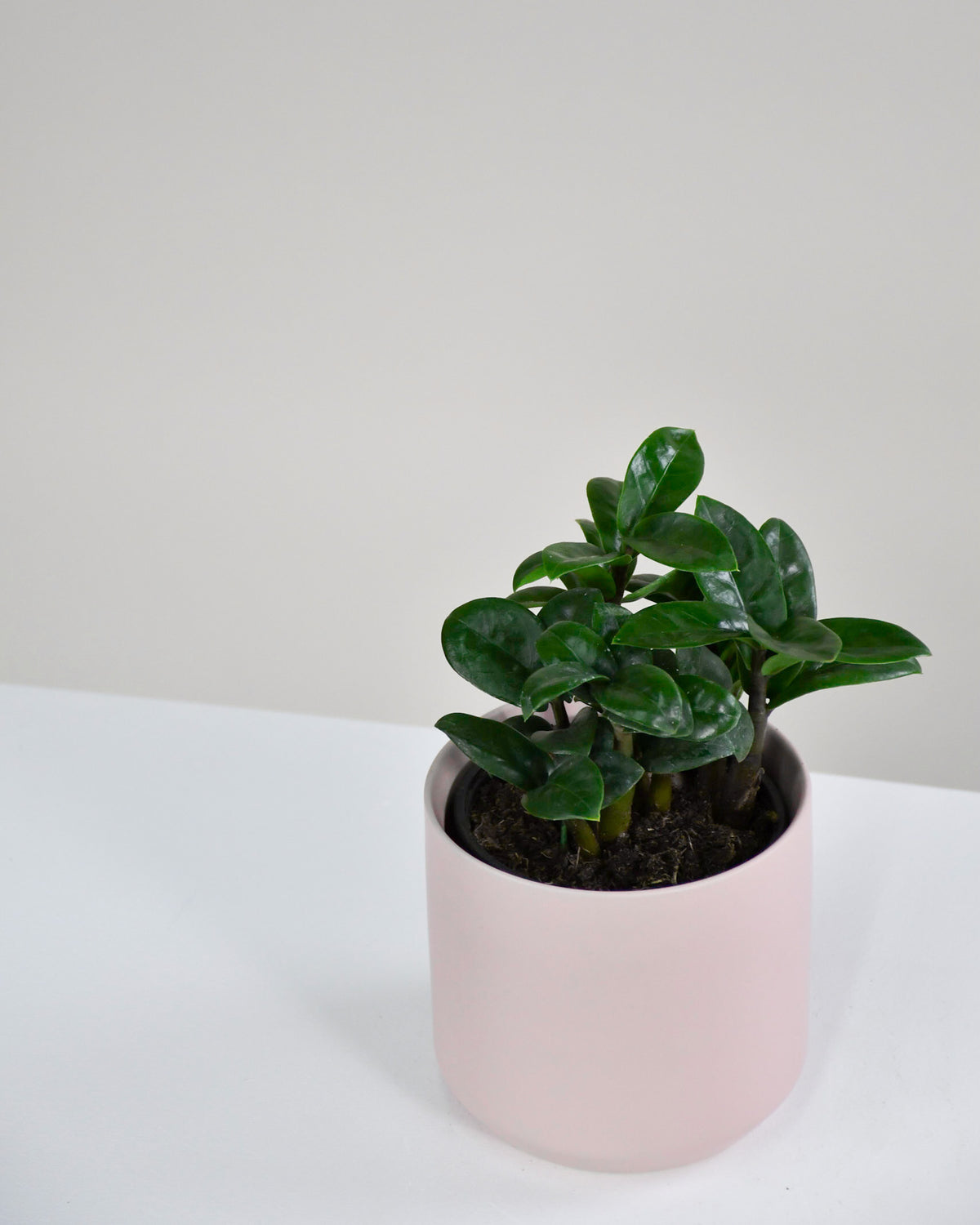 Zamioculcas zamiifolia « Zenzi »