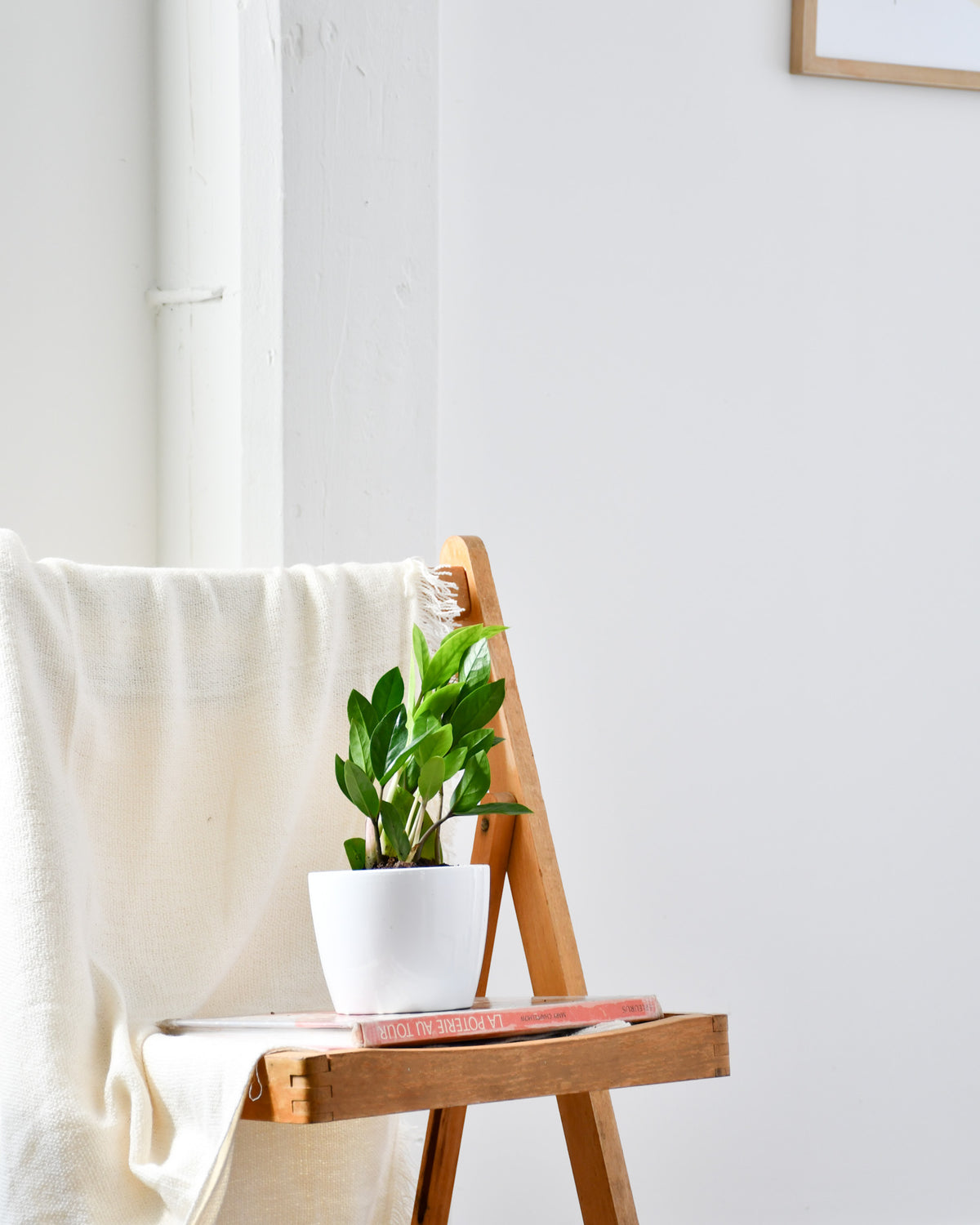 Zamioculcas zamiifolia